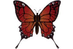 Papillon brun