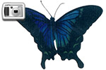 Papillon bleu grand