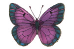 Papillon mauve