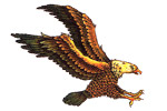 Aigle