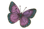 Mini papillon mauve