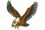 Aigle américain