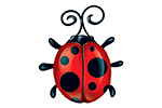 Coccinelle