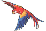 Perroquet Ara