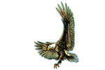 Aigle grand