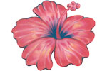 Hibiscus rouge